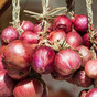 Grow it yourself: 'Onions - a phenomenally useful veg'