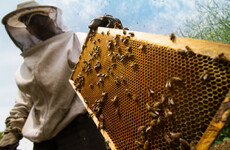 Can you spot a bumble bee? One of the lessons learnt at Ireland's beekeeper school