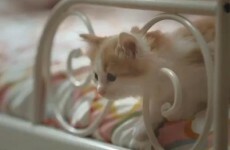Video parodies IKEA cat ad