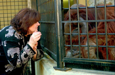 Orangutan who learned to communicate in sign language dies aged 39