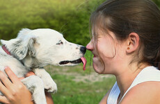 Poll: Would you let a dog lick your face?