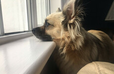Cork County Council to launch online service to help rehome and reclaim lost dogs