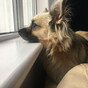 Cork County Council to launch online service to help rehome and reclaim lost dogs