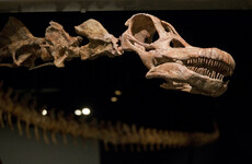 A newly-found dinosaur makes the T-rex look tiny