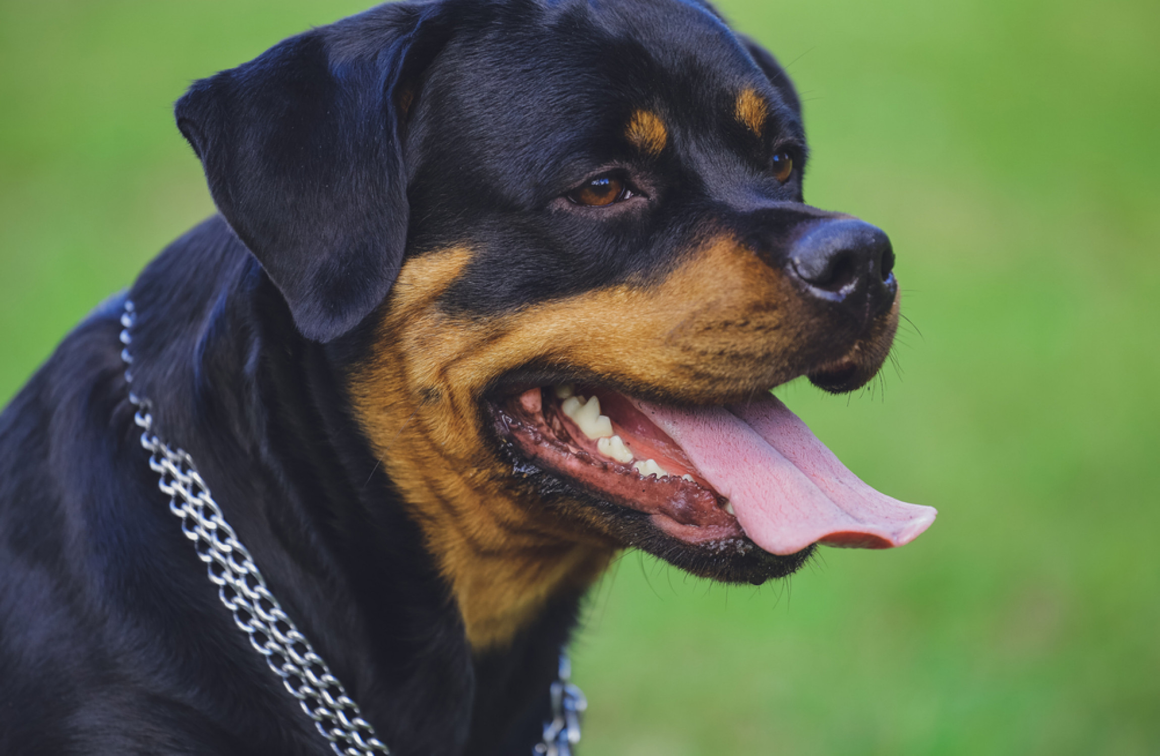 most common restricted dog breeds