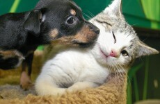 It's Valentine's Day, so here's a slideshow of animals in love