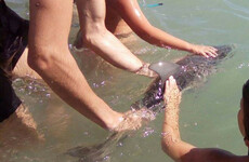 Baby dolphin dies after being surrounded by tourists 'who wanted to photograph and touch it'
