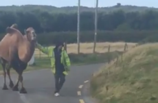 A camel held up traffic in Kerry while people were trying to make their way up to the Mayo v Kerry match