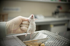 'Why don't they volunteer themselves?': Trinity College criticised over animal testing