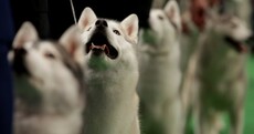 In pictures: the 136th Annual Westminster dog show