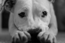 Dogs are turning blue in Mumbai because of contaminated water