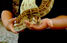 Prisoners care for animals, including snake addicted to meth, as part of rehab programme