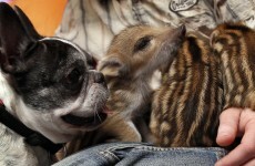 In pictures: Bulldog adopts six wild boar piglets in Germany