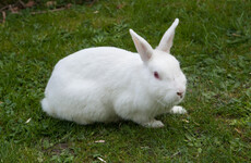 UCC spent €200,000 in 2016 on rabbits, rats, pigs, and birds which were used in live experiments