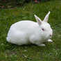UCC spent €200,000 in 2016 on rabbits, rats, pigs, and birds which were used in live experiments
