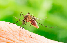 A form of malaria that usually only affects monkeys is now affecting humans in Brazil