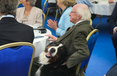 Just 12 photos of Michael D with his dogs Bród and Shadow