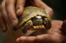 Four accused of eating endangered Zimbabwe tortoises
