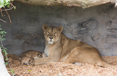 First-ever litter of Asian lion cubs born at Fota Wildlife Park