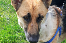 Appeal for information after dog is shot in neck in Dublin