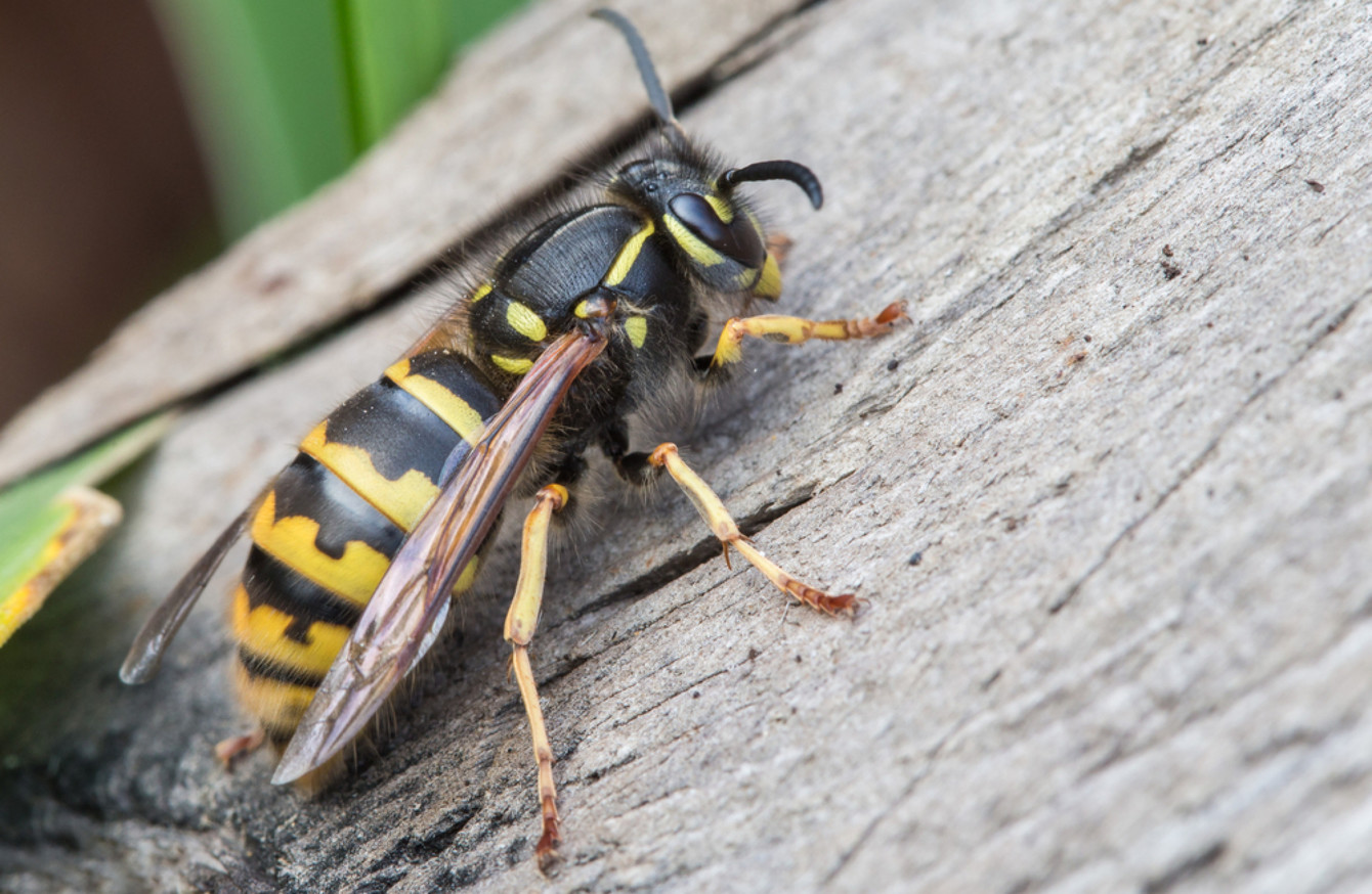 Bright clothes, shampoo and ice cream: Why wasps swarm around us at ...