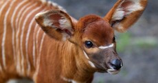 In photos: Dublin Zoo's new eastern bongo