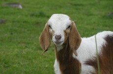 Goats "have accents"