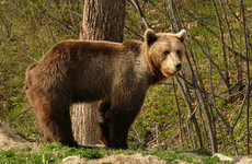 Animal rights groups outraged at Romania's plan to kill bears and wolves