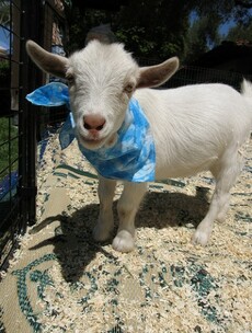 It's Friday so here's a slideshow of goats from around the world