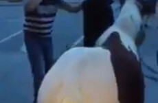 'It could have injured itself badly': DSPCA criticise man who rode horse through Dublin pub