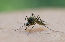 Italy opens manslaughter inquiry after four-year-old dies from malaria