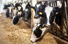 Farmer sues receiver and 'vulture fund' who have threatened to sell his stock