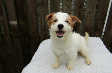 Photos: The ISPCA is appealing for homes for 28 Jack Russell terriers