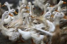 WHO delays decision on releasing new bird flu research