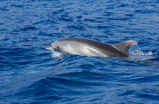 Dolphins airlifted to safety by helicopter in advance of Hurricane Irma