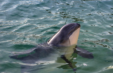 Fears for Dublin Bay porpoises as work starts on dredging Port of one million tonnes of material