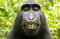 British photographer wins court battle over monkey selfie