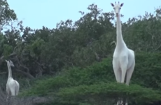 Two rare and magnificent white giraffes have been spotted in Kenya