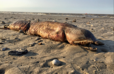 'What the heck is this?' Fanged sea creature washes up on Texas beach after Hurricane Harvey