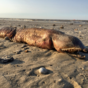 'What the heck is this?' Fanged sea creature washes up on Texas beach after Hurricane Harvey