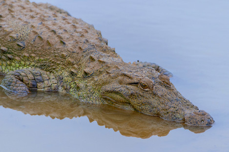 A Sri Lankan saltwater crocodile. 
