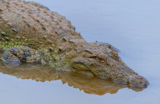 A British journalist was killed by a crocodile while holidaying in Sri Lanka