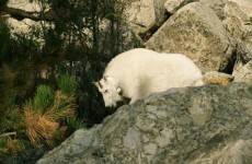 Mountain goat kills US hiker