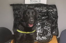 Sniffer dog Scooby helps seize €230,000 worth of cannabis at Dublin Airport