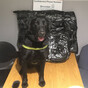 Sniffer dog Scooby helps seize €230,000 worth of cannabis at Dublin Airport
