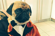 The pug from Kingsman wore a suit to the sequel's premiere last night and stole the show