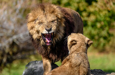 Sexual and aggressive impulses overlap in male animal brains, but not in females - study