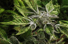 The medicinal cannabis bill passed through the Dáil last year, but now it's on the shelf