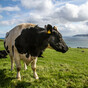 'Tinder for bulls' made its debut at the Ploughing. But what do farmers think of it?