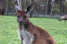 Kangaroo may be dead after disco ordeal